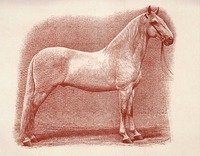 Starokladrubský bělouš, vyobrazení z roku 1894. Jediné plemeno koní na světě, které je pod patronací UNESCO. Zdroj: archiv autora